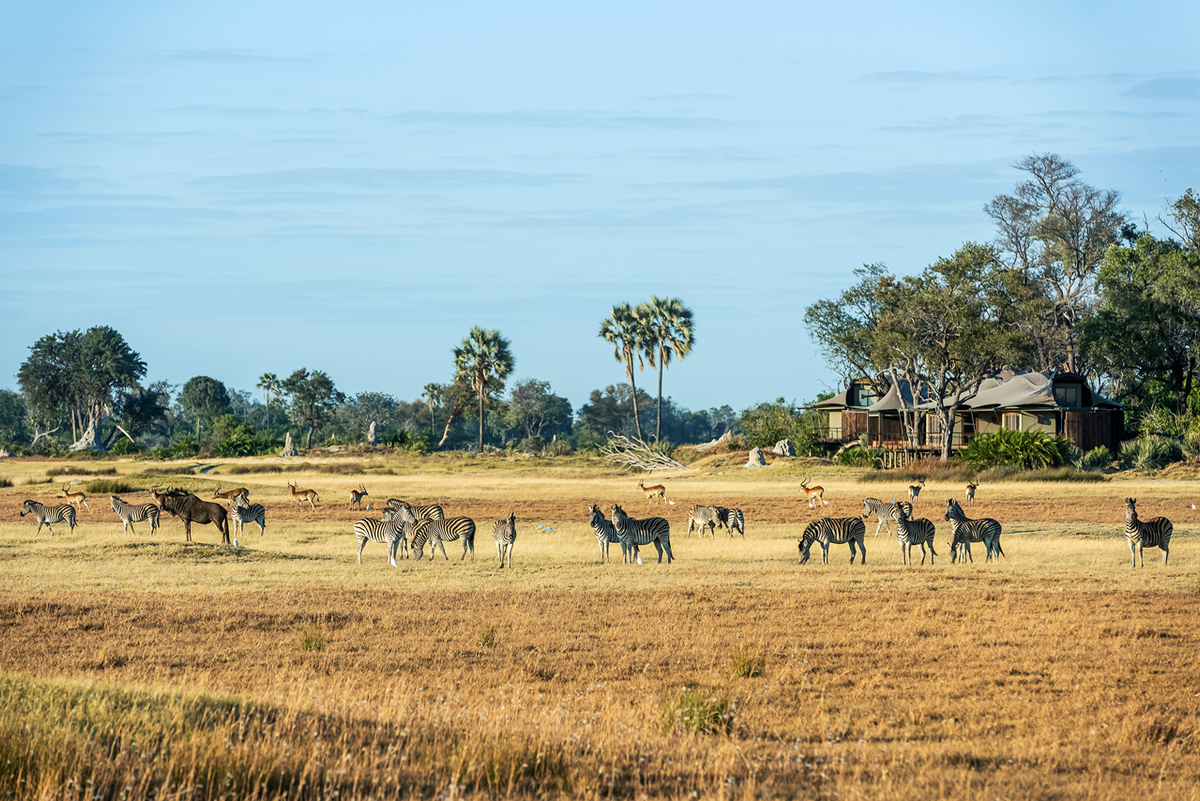 Xigera Wildlife in front of the lodge