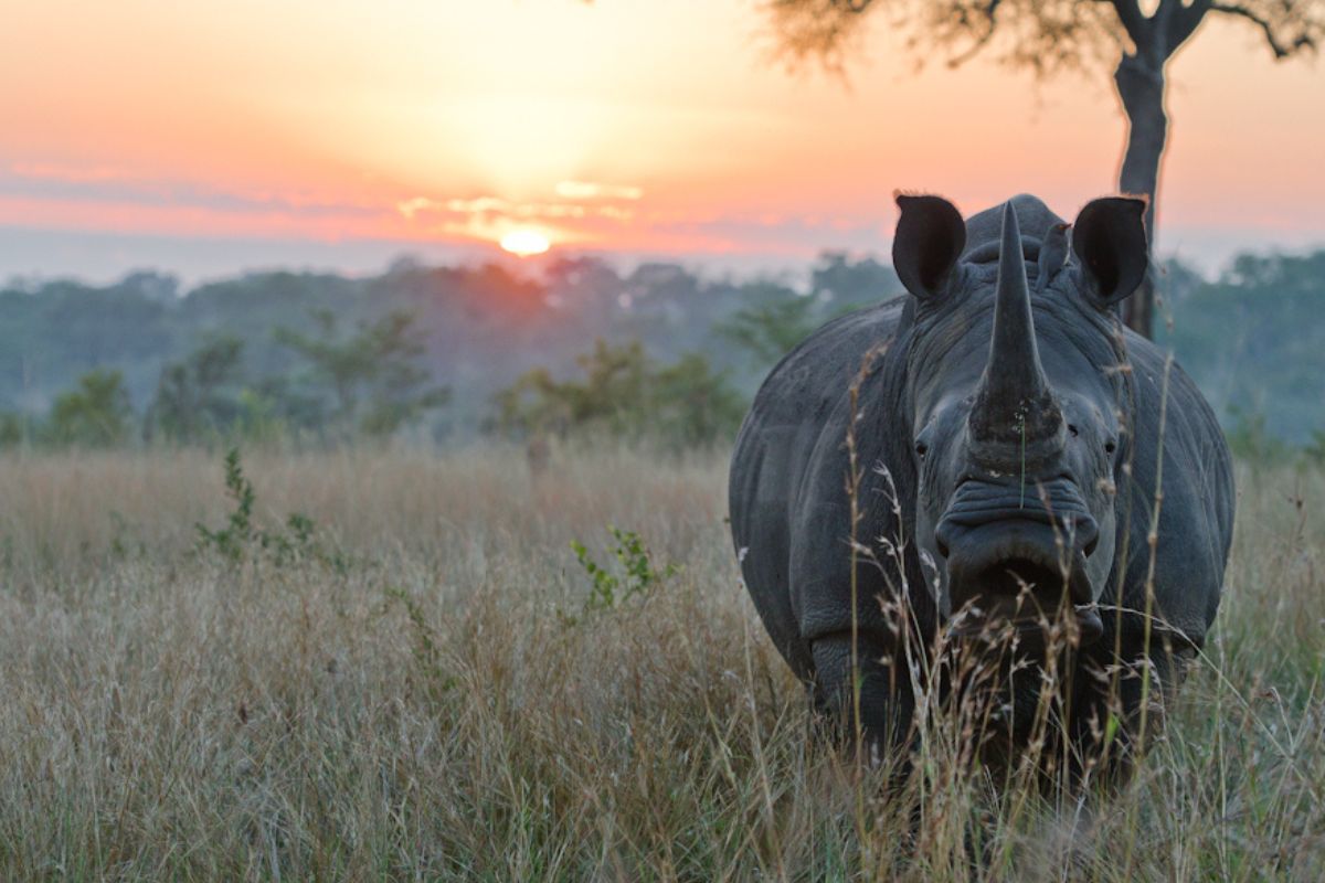 Rhino at Sabi Sabi in South Africa