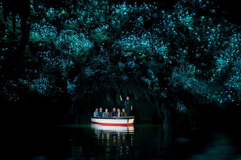 Glowworms at Waitomo, North Island, New Zealand