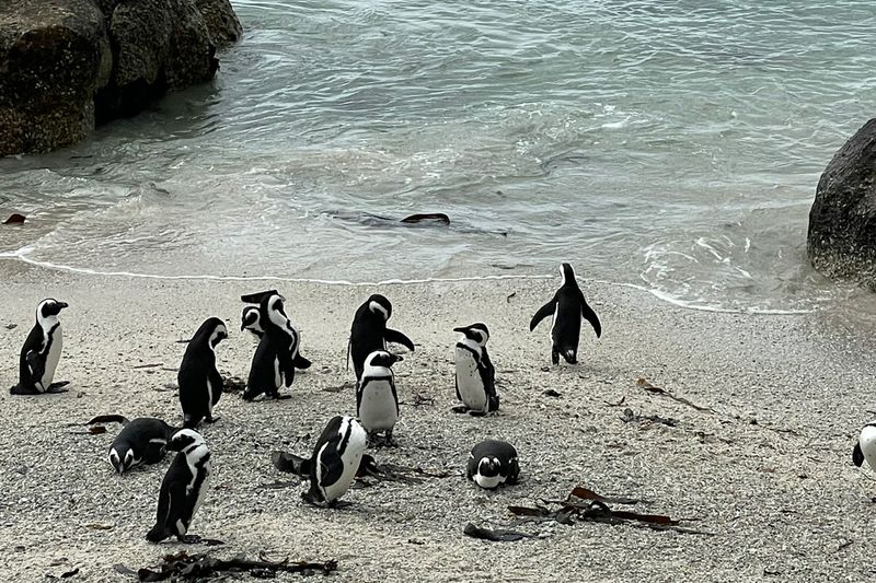 penguins at Boulder's Beach