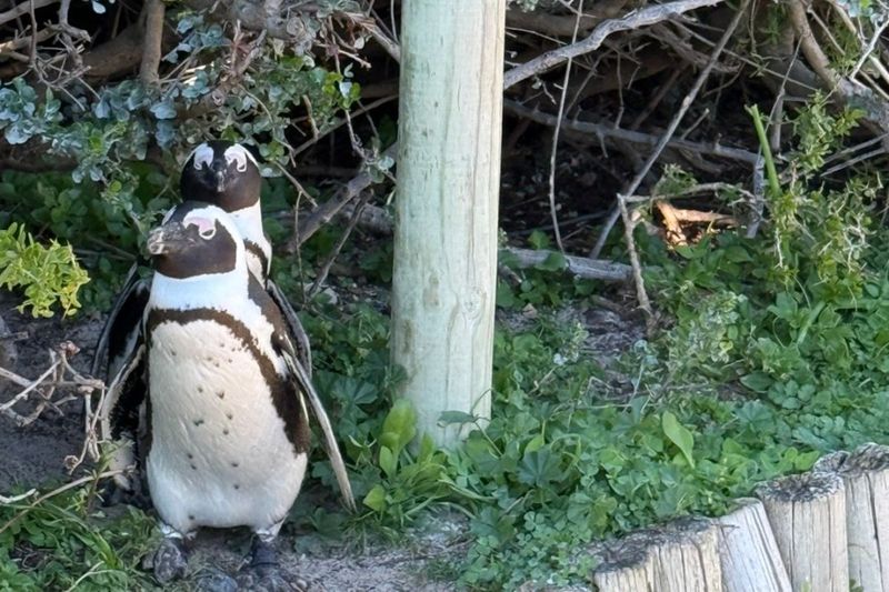 African penguins during a Cape Town tour