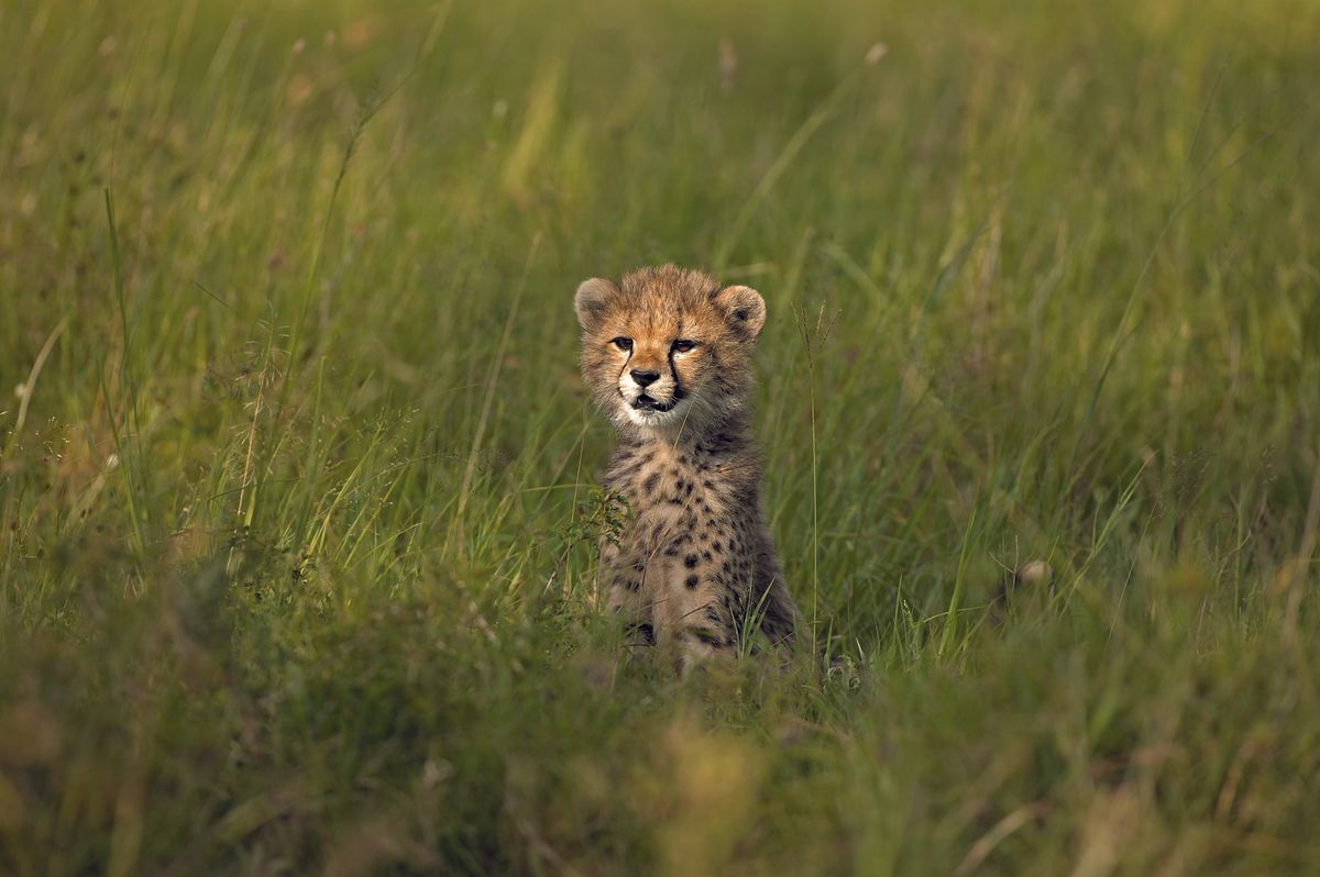 Cheetah Cub at Singita | Photo Credit: Singita Grumeti