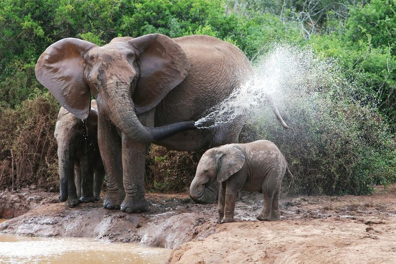 Elephant Herd