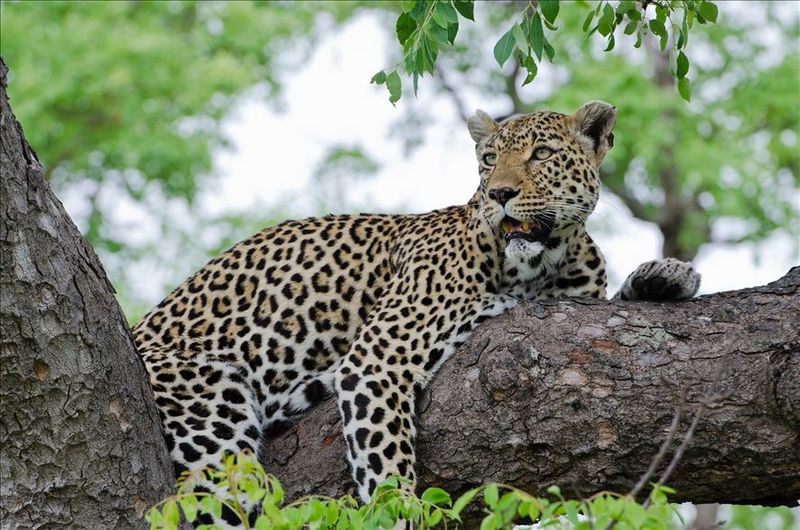 Photo Credit: Thompsons Africa