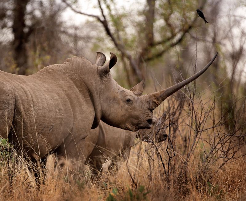 Rhino in the wild | Photo Credit: Thompsons Africa