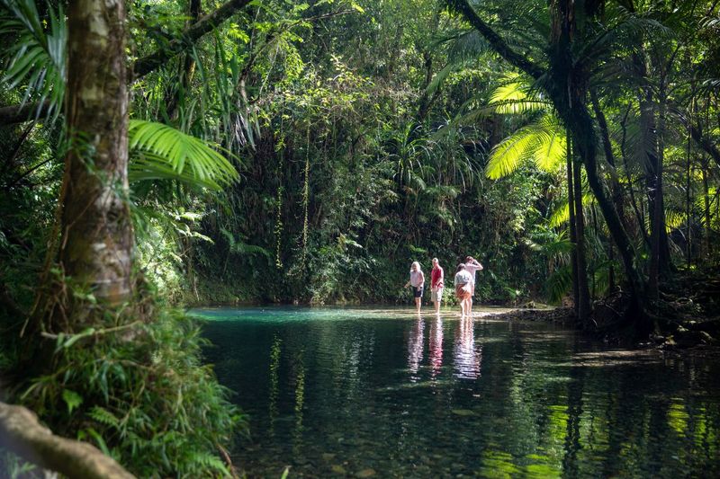 Explore the Daintree Rainforest in Queensland