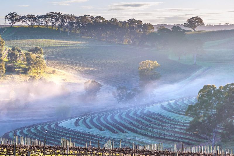 Tour the vineyards of South Australia