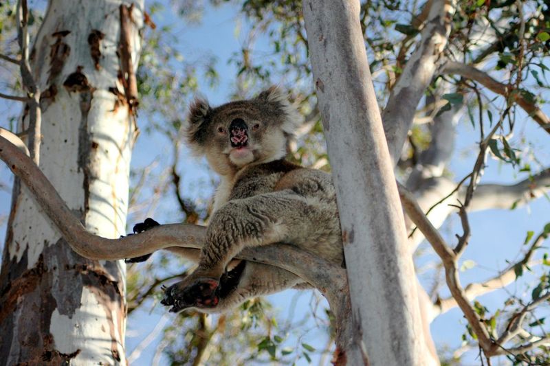 Kangaroo Island is more than kangaroos!