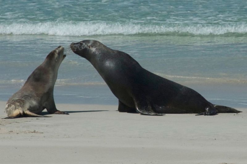 Sea lions on Kangaroo Island
