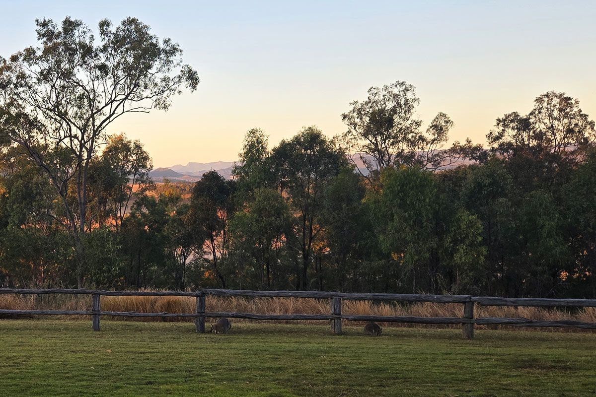 Kangaroos outside of a room at Spicers Hidden Vale in Queensland