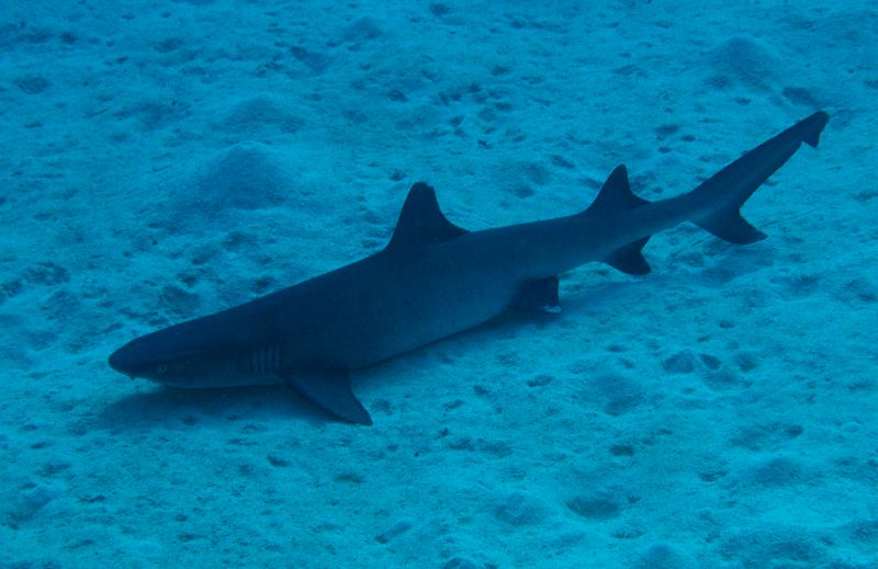 White tipped reef shark Photo Credit: Tourism Queensland