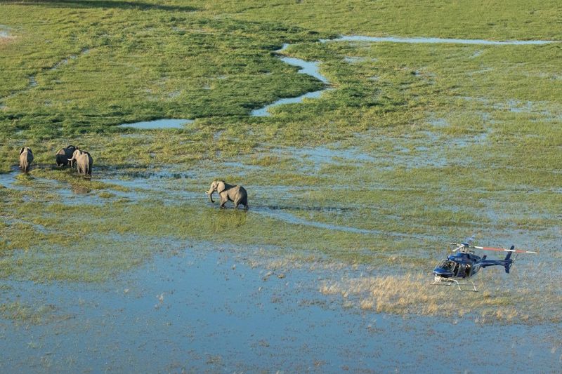 Spotting elephants on a helicopter tour over the Okavango Delta in Botswana