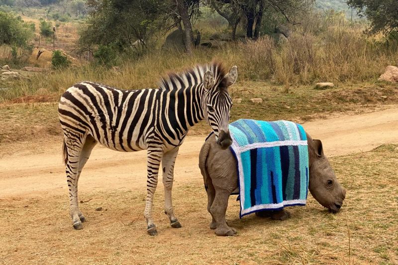 Care for Wild rhino sanctuary