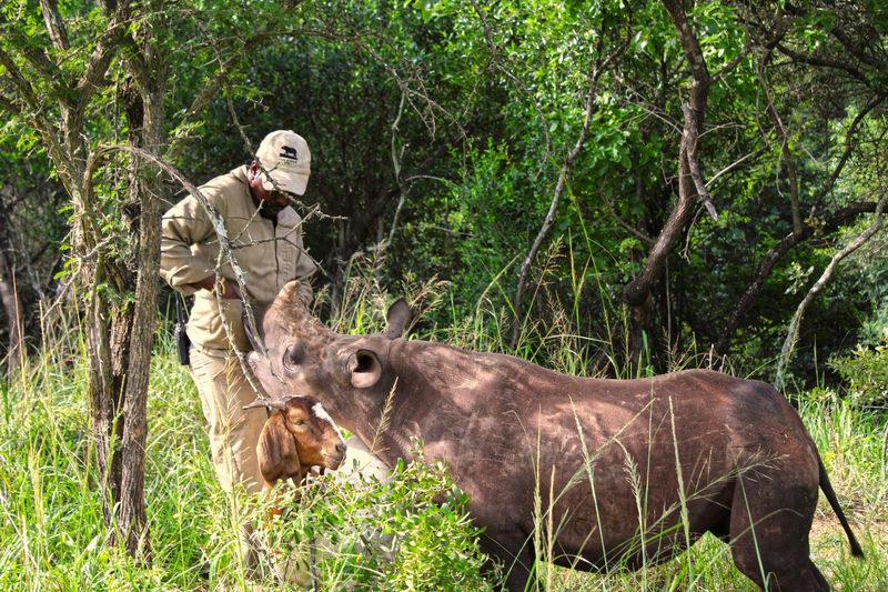 Care for Wild rhino sanctuary
