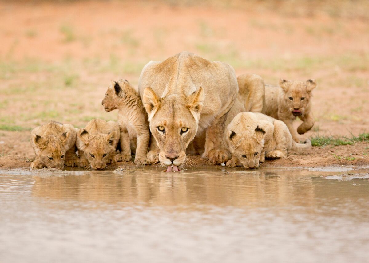 Lions at Tswalu Kalahari Reserve