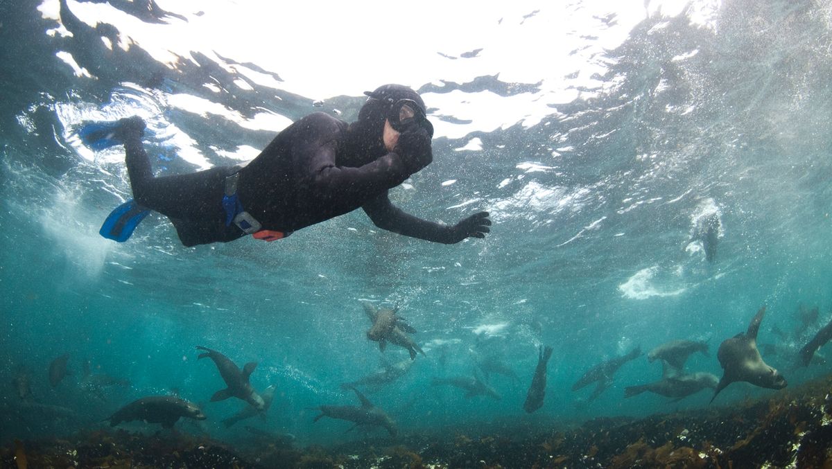 Snorkeling in Hout Bay