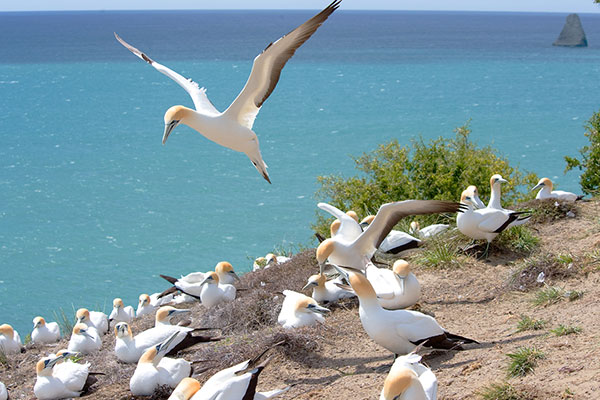Gannets provide nonstop entertainment.