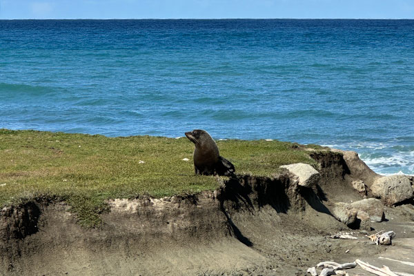 Adorable seals at Cape Kidnappers.