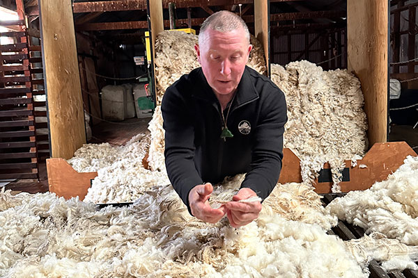 Gathering wool