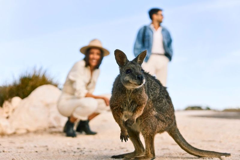 Wildlife on Kangaroo Island in South Australia