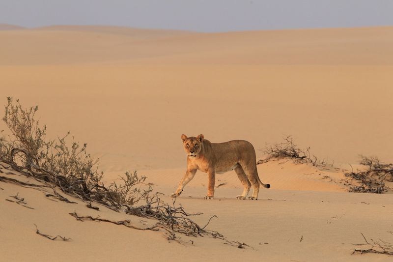 Lioness crossing the sand dune | Photo Credit: Wilderness Safaris