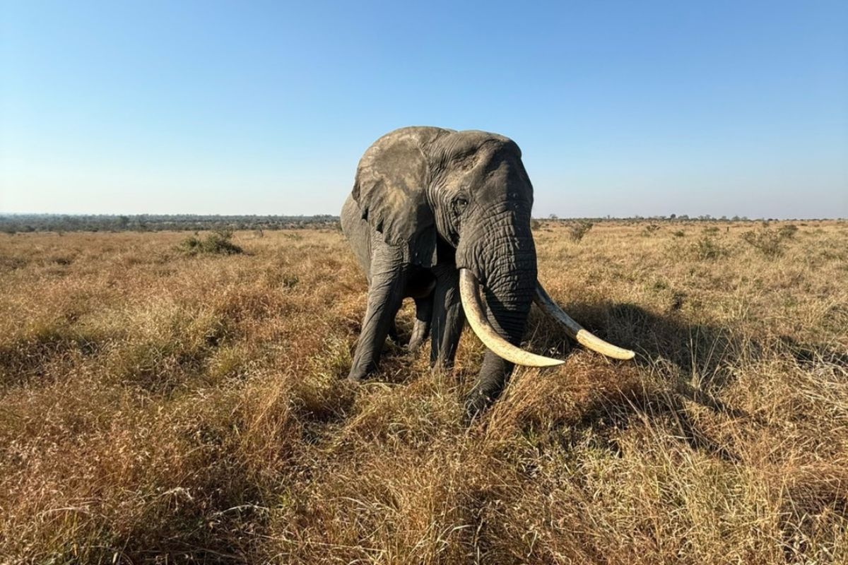 Elephant encounter at Tintswalo