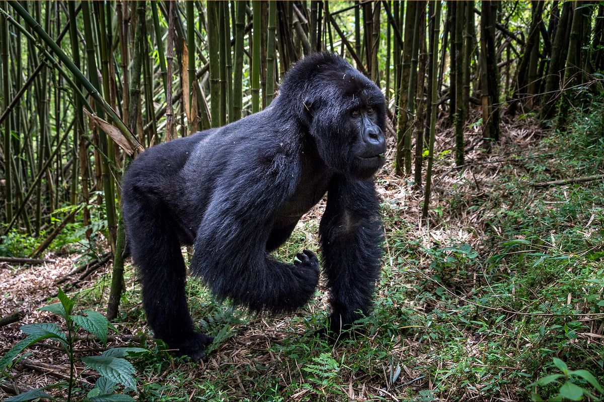 swaindestinations rwanda gorillatrekking 5 for Everything to Know about Gorilla Trekking