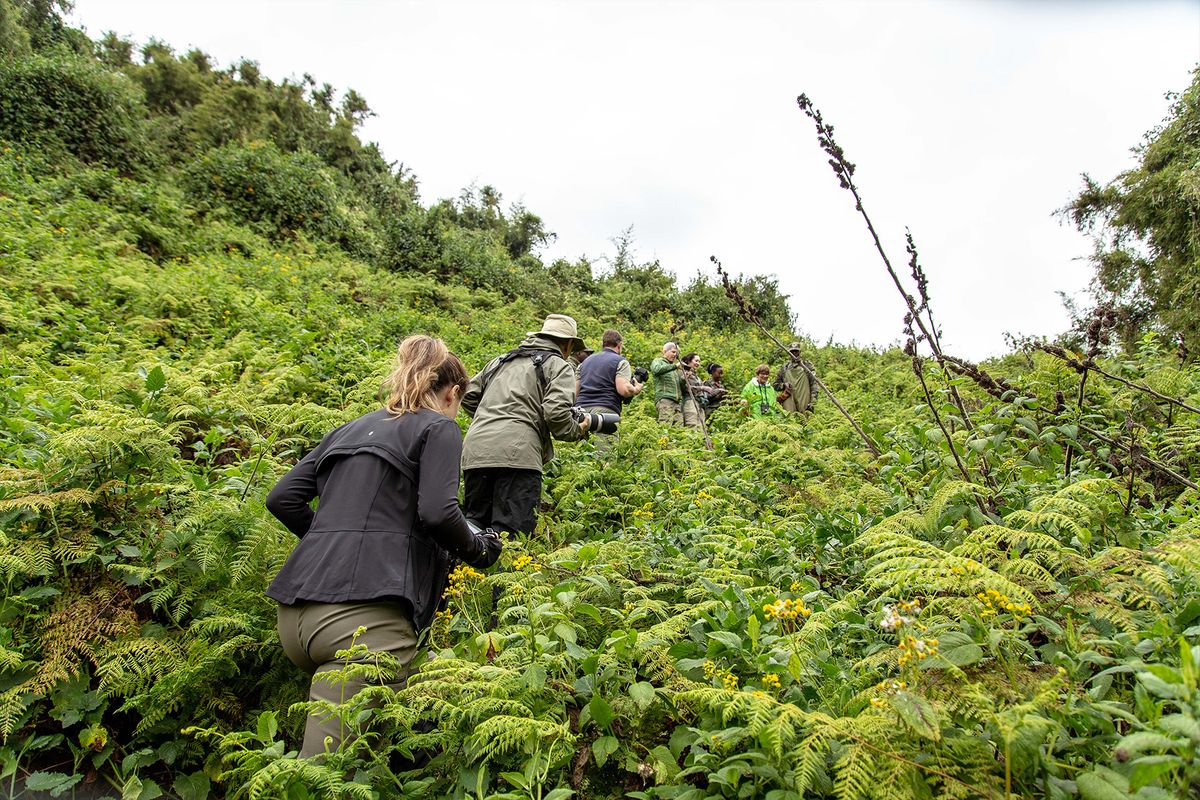 swaindestinations rwanda gorillatrekking 6 for Everything to Know about Gorilla Trekking