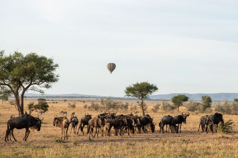 hot air ballooning safari in Tanzania