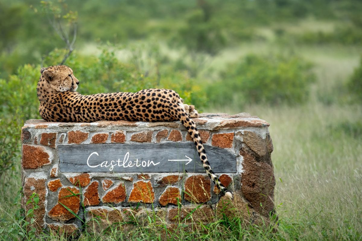 Singita Castleton sign with a cheetah
