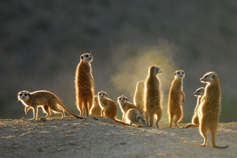 meerkat family observation experience
