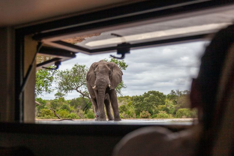 observing elephants from the wildlife hide