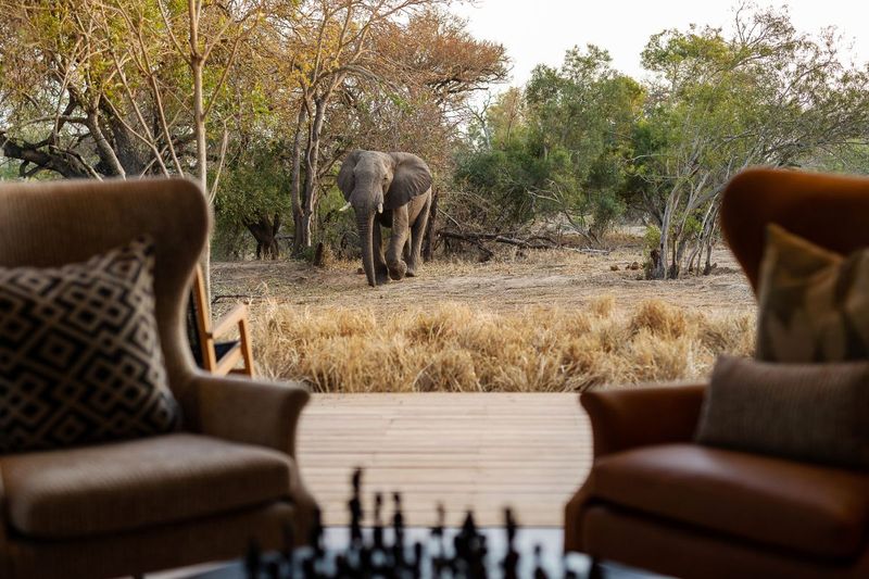 elephant outside of an exclusive-use villa in Africa