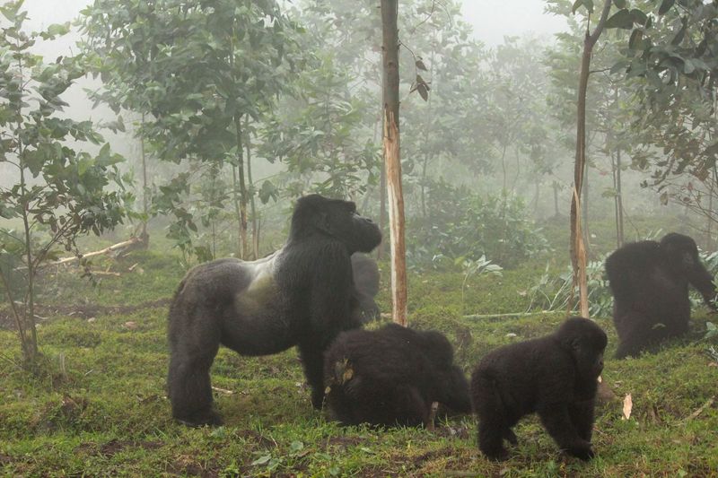 gorilla trekking in Rwanda