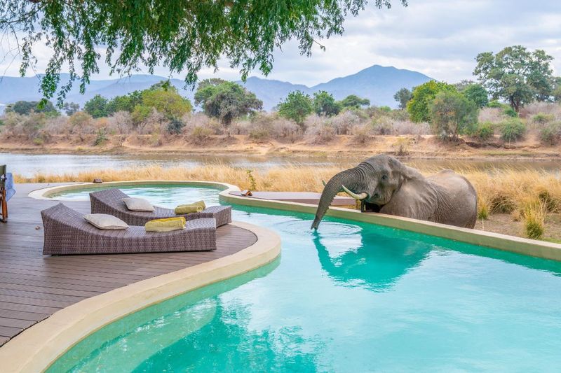 Time + Tide Chongwe House elephant at swimming pool