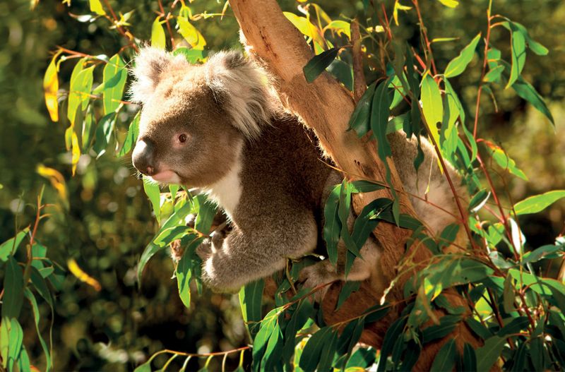 Koala at Healesville Sanctuary | Photo Credit: AAT Kings