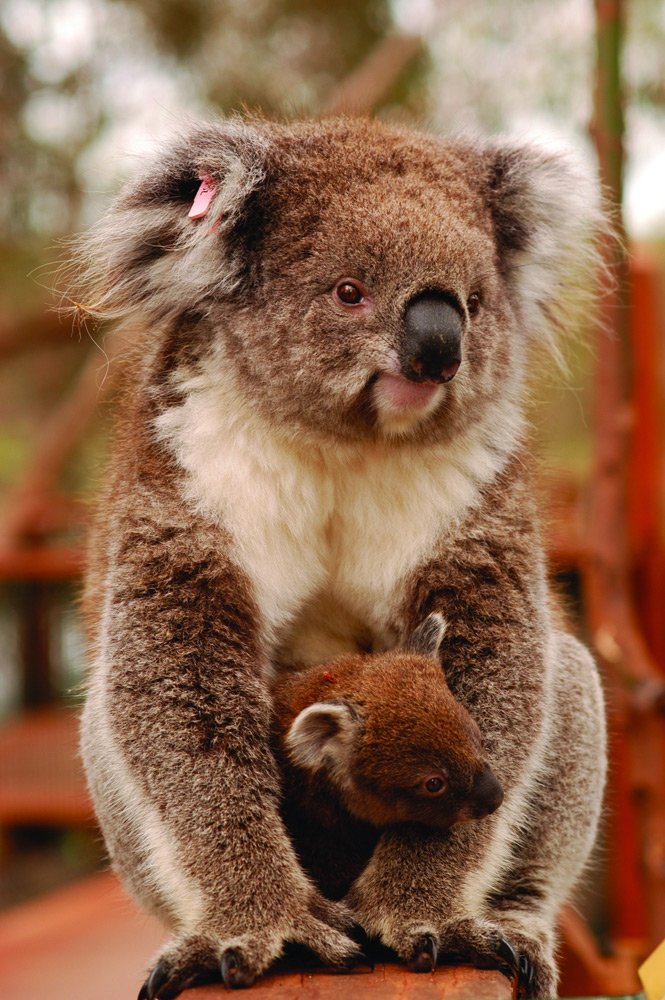 Koala and Baby | Photo Credit: Phillip Island Nature Parks