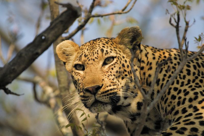 Leopard | Photo Credit: Singita