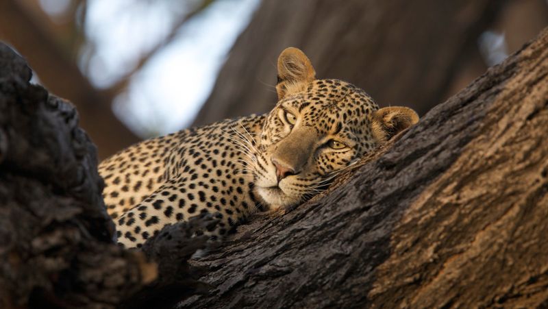 Leopard | Photo Credit: Cheli Peacock/Joy's Camp