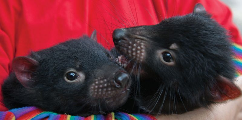 Tasmanian Devil | Photo Credit: Tourism Tasmania