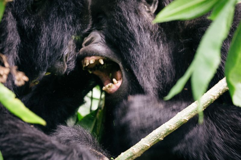 A close view of gorillas gathered in thick vegetation