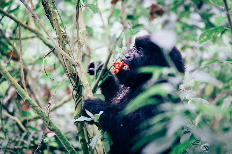 A mountain gorilla feeding in dense jungle foliage