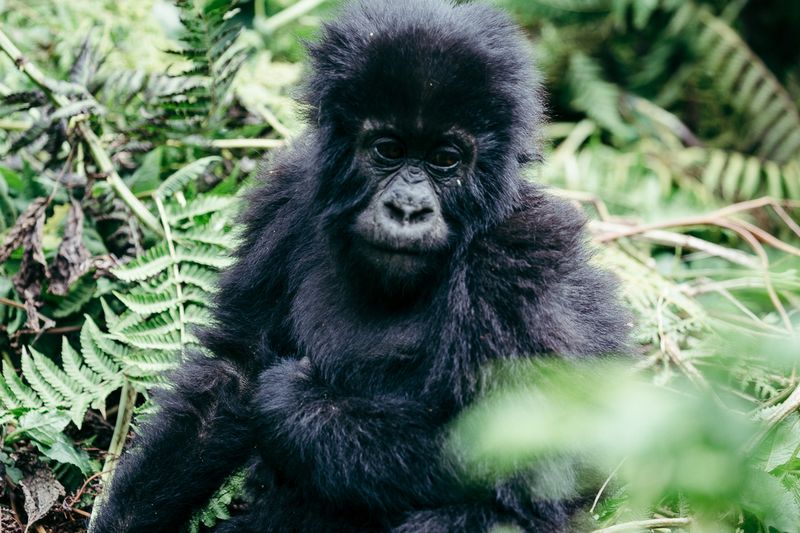 A mountain gorilla sitting in a rainforest clearing