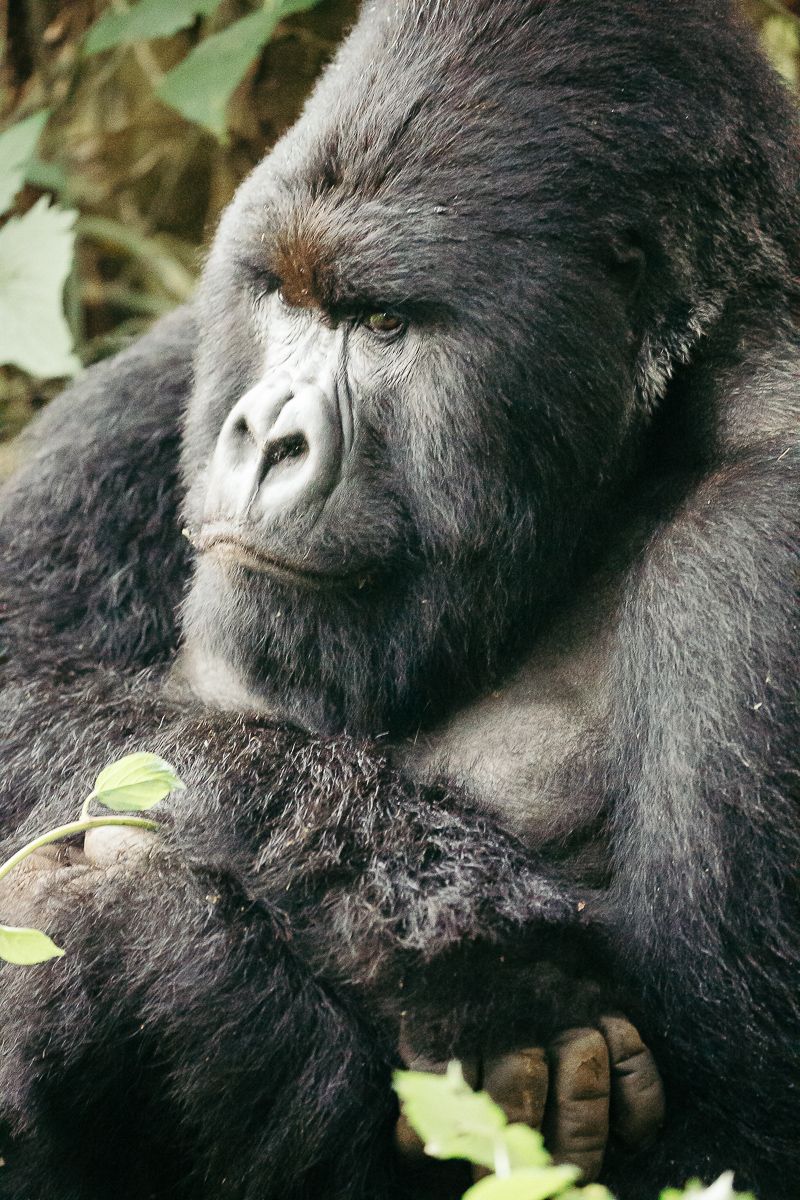A vertical portrait of a mountain gorilla in the rainforest