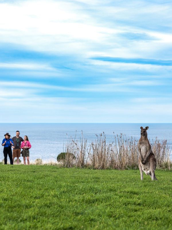 Kangaroo spotting on Great Ocean Road