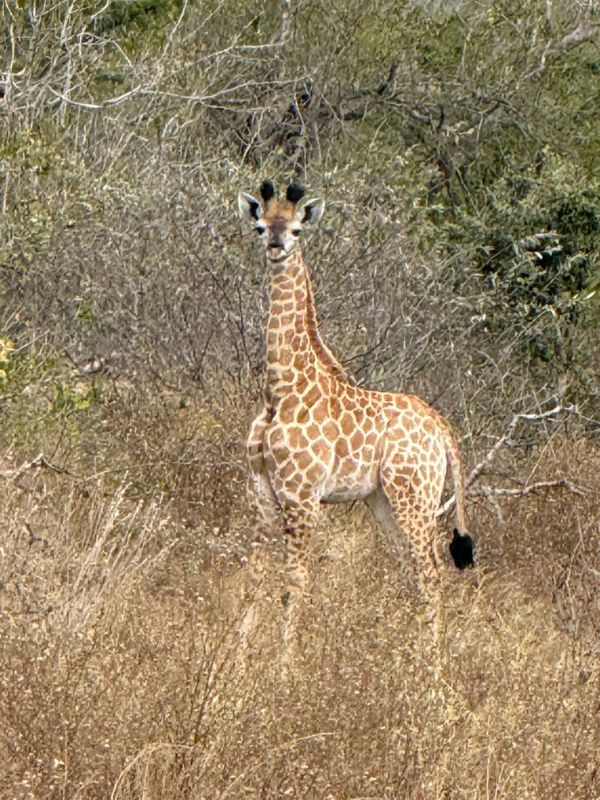 Giraffe on safari at Jabulani, South Africa
