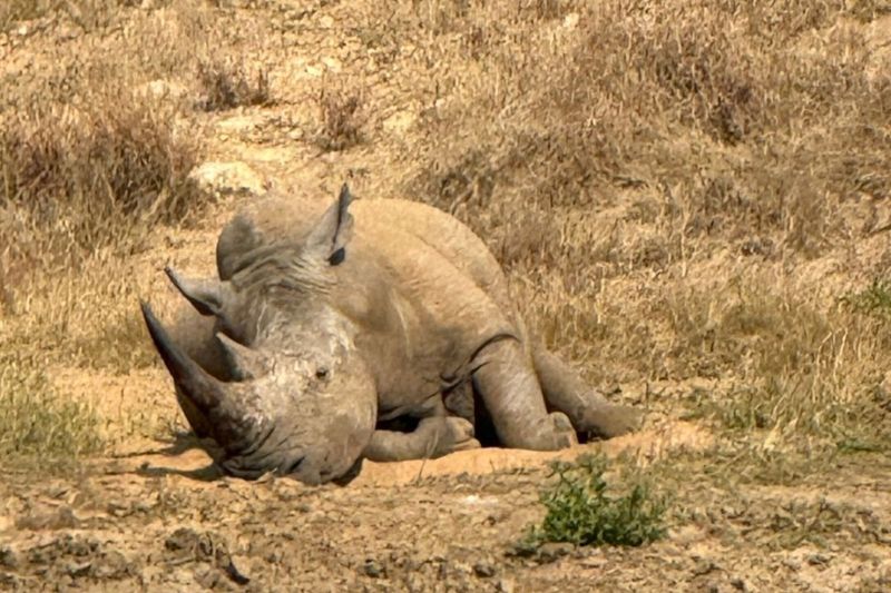 Rhino on safari at Jabulani, South Africa