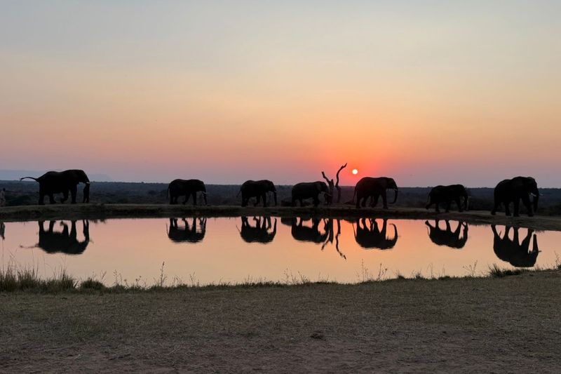 Sunset elephant parade at Jabulani, South Africa