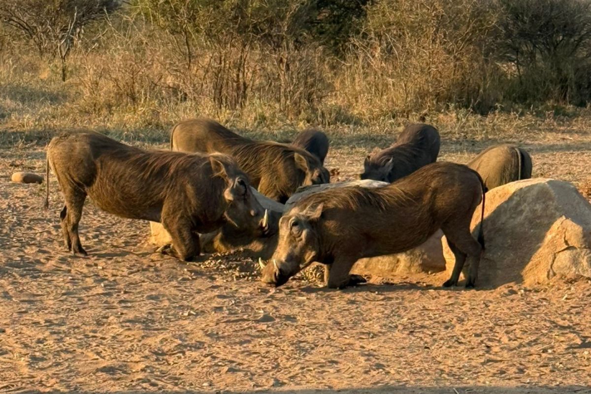 Warthogs at Jabulani, South Africa