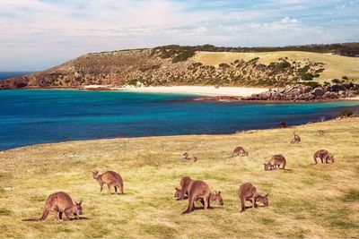 Kangaroo Island